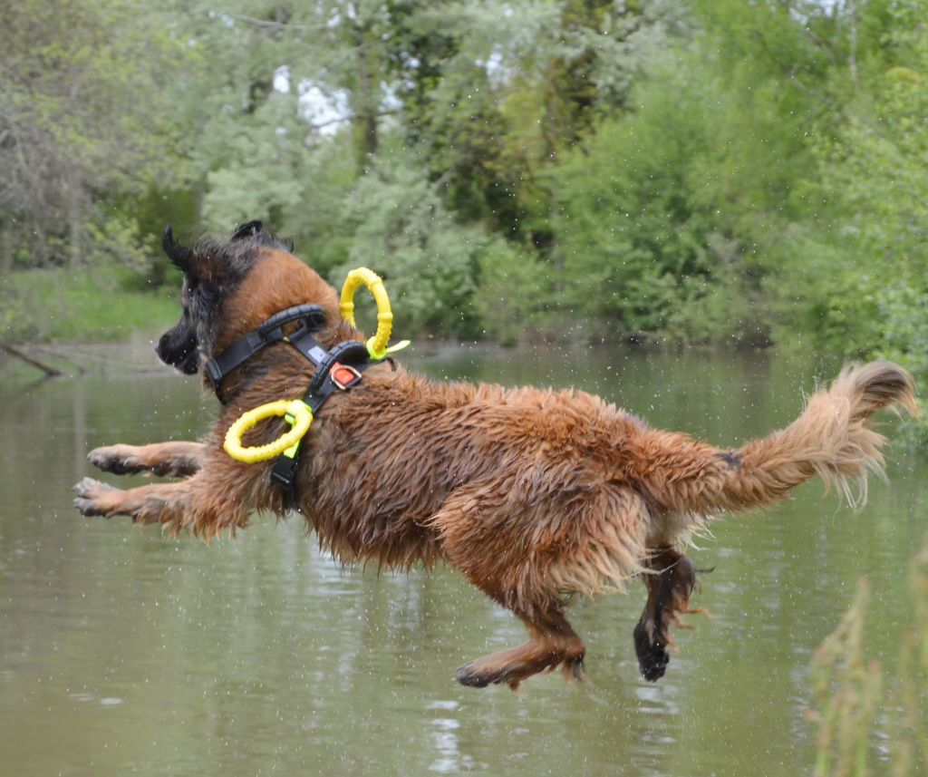 Le Leonberg, un chien sportif?