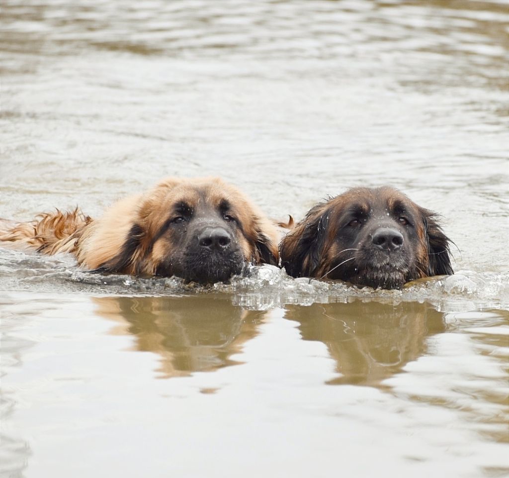 Natation