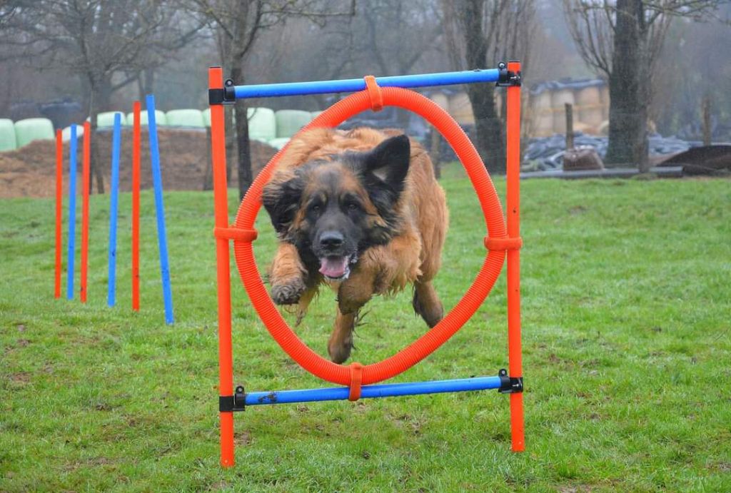 Agility
