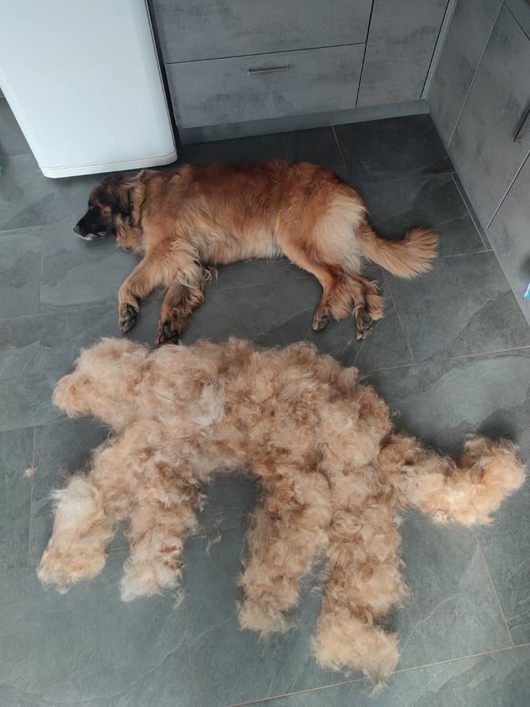 Toilettage
