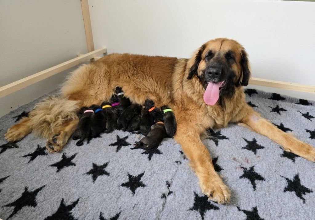 Des Gardiens Du Trident - Leonberger - Portée née le 28/07/2025